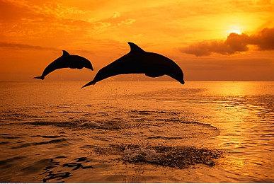 《英雄连3》媒体评分出炉 单人战役IGN 6分