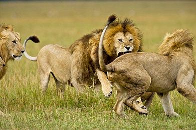 《EA Sports WRC》11月3日发售 登陆PS5＆XSX＆PC